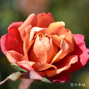 バラ　チャチャ（茶々／Chacha）｜花の手帖のバラ図鑑