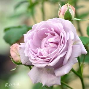 バラ　シャルム（Charme）｜花の手帖のバラ図鑑