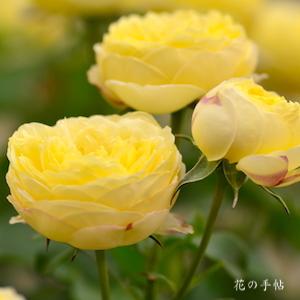 バラ　シャトー ドゥ シュベルニー｜花の手帖のバラ図鑑