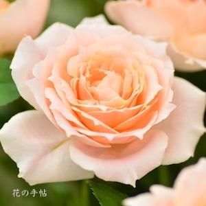 バラ　｜花の手帖のバラ図鑑