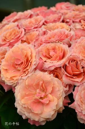 バラ　チアガール（Cheergirl）｜花の手帖のバラ図鑑