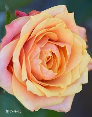 バラ　チェリー ブランデー（Cherry Brandy）｜花の手帖のバラ図鑑