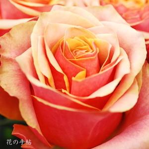 バラ　チェリー ブランデー（Cherry Brandy）｜花の手帖のバラ図鑑