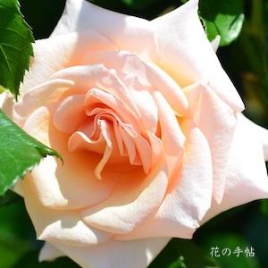 バラ　チェシャー（Cheshire）｜花の手帖のバラ図鑑