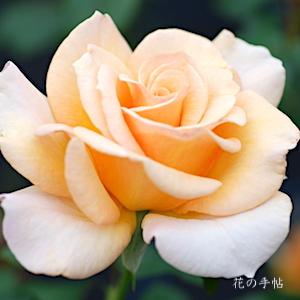 バラ　チェシャー（Cheshire）｜花の手帖のバラ図鑑