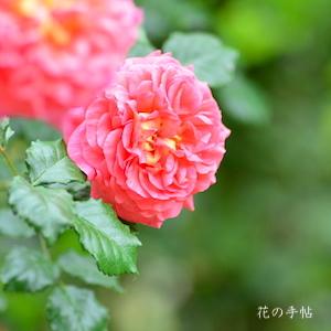 バラ　クリストファー マーロー（Christopher Marlowe）｜花の手帖のバラ図鑑