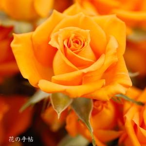 バラ　シンディ（Cindy?） ｜花の手帖のバラ図鑑