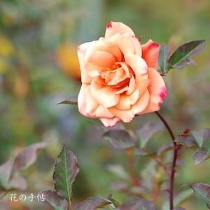 バラ　チョコフィオーレ（Cioccofiore）｜花の手帖のバラ図鑑