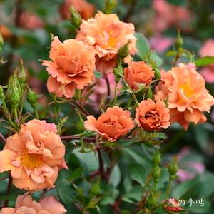 バラ　チョコフィオーレ（Cioccofiore）｜花の手帖のバラ図鑑