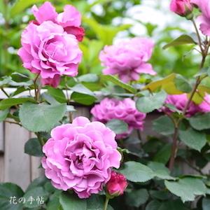 バラ　つる エンジェル フェイス（Angel Face, Cl.）｜花の手帖のバラ図鑑