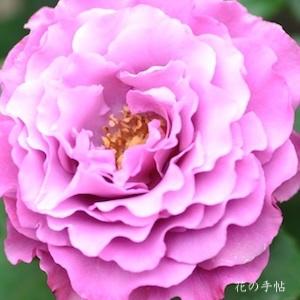 バラ　つる エンジェル フェイス（Angel Face, Cl.）｜花の手帖のバラ図鑑