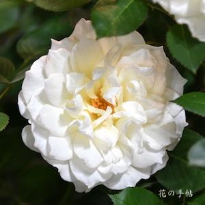 バラ　クラシックチュチュ｜花の手帖のバラ図鑑