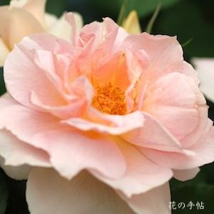 バラ　クール ドゥ ナクレ（Coeur de Nacre）｜花の手帖のバラ図鑑