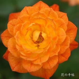 バラ　コリブリ'79（Colibri '79）｜花の手帖のバラ図鑑