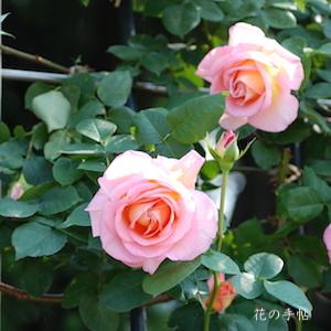 バラ　つる コンフィダンス（Cl. Confidence）｜花の手帖のバラ図鑑