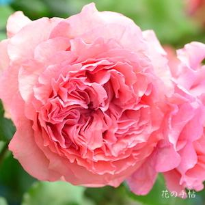 バラ　コラーユ ジュレ（Corail Gelee）｜花の手帖のバラ図鑑