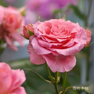 バラ　コラーユ ジュレ（Corail Gelee）｜花の手帖のバラ図鑑