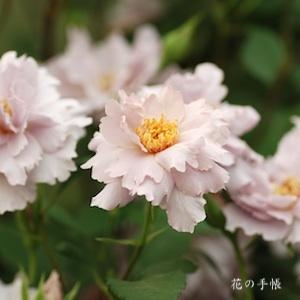 バラ　クチュールローズチリア｜花の手帖のバラ図鑑