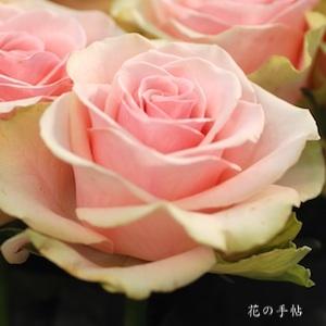 バラ　ダンシング クィーン（Dancing Queen）｜花の手帖のバラ図鑑