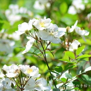 バラ　ダーローズエニグマ｜花の手帖のバラ図鑑