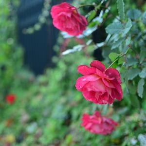 バラ　ドクトゥールマサド（Docteurs Massad）｜花の手帖のバラ図鑑