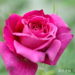 バラ　ディア マダム キョウコ｜花の手帖のバラ図鑑