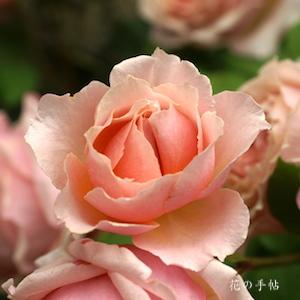 バラ　ディア ローズ ティータイム｜花の手帖のバラ図鑑