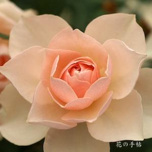 バラ　ディア ローズ ティータイム｜花の手帖のバラ図鑑