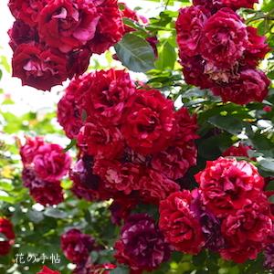 バラ　ディープインプレッション（Deep Impression）｜花の手帖のバラ図鑑