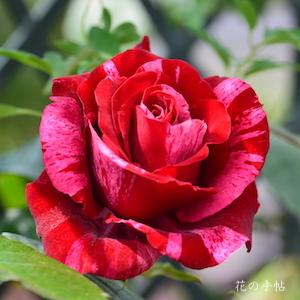 バラ　ディープインプレッション（Deep Impression）｜花の手帖のバラ図鑑