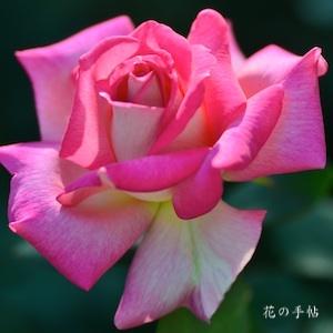 バラ　デリシャスムード（Delicious Mood）｜花の手帖のバラ図鑑