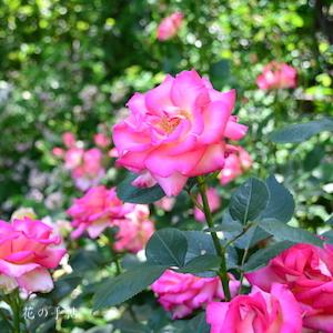 バラ　デリシャスムード（Delicious Mood）｜花の手帖のバラ図鑑