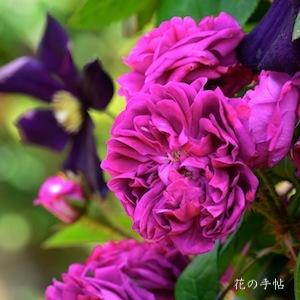 バラ　ドゥイユ ドゥ ポール フォンティーヌ｜花の手帖のバラ図鑑