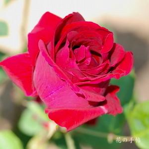 バラ　ディクソンズ レッド（Dickson's Red）｜花の手帖のバラ図鑑