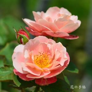 バラ　ディスタントドラムス（Distant Drums）｜花の手帖のバラ図鑑