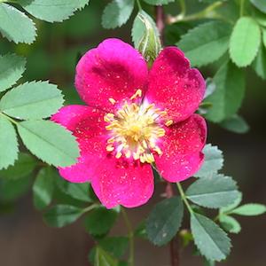 バラ　ドーレンボスセレクション｜花の手帖のバラ図鑑