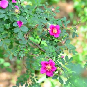 バラ　ドーレンボスセレクション｜花の手帖のバラ図鑑