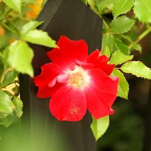 バラ　ドルトムント（Dortmund）｜花の手帖のバラ図鑑