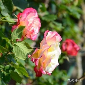 バラ　ツル ダブル デライト（Double Delight, Cl.）｜花の手帖のバラ図鑑