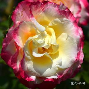 バラ　ツル ダブル デライト（Double Delight, Cl.）｜花の手帖のバラ図鑑