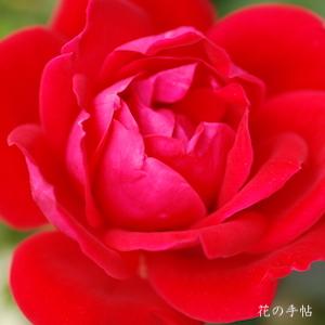 バラ　ダブル ノックアウト（Double Knockout）｜花の手帖のバラ図鑑