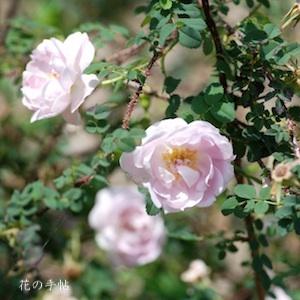バラ　ダブル ピンク（Double Pink）｜花の手帖のバラ図鑑