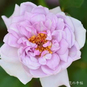 バラ　ドリーム ラバー（Dream Lover）｜花の手帖のバラ図鑑