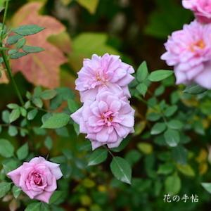 バラ　ドリーム ラバー（Dream Lover）｜花の手帖のバラ図鑑