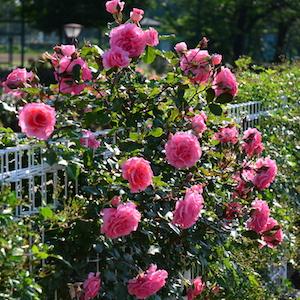 バラ　ドリームウィーバー｜花の手帖のバラ図鑑