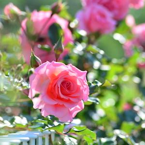 バラ　ドリームウィーバー｜花の手帖のバラ図鑑