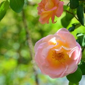 バラ　ドクターエッケナー（Dr. Eckener）｜花の手帖のバラ図鑑