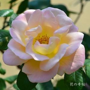 バラ　ドクターエッケナー（Dr. Eckener）｜花の手帖のバラ図鑑