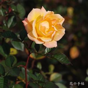 バラ　ドクター ファウスト（Dr. Faust）｜花の手帖のバラ図鑑