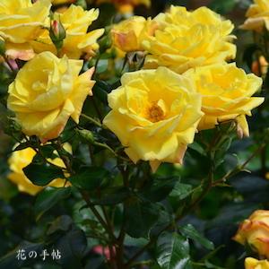 バラ　ドクター ファウスト（Dr. Faust）｜花の手帖のバラ図鑑